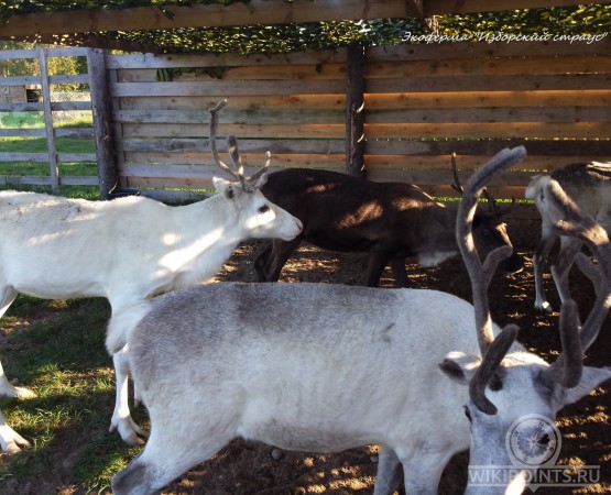 Экоферма Изборский Страус на wikipoints.ru