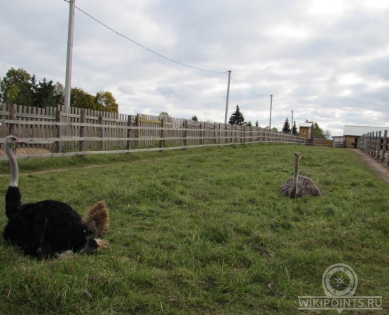 Экоферма Изборский Страус на wikipoints.ru