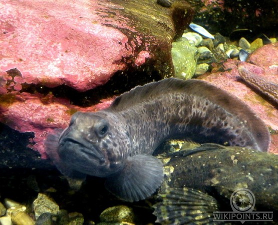 Музей Полария на wikipoints.ru