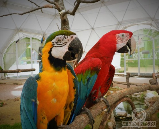 Парк птиц Динотерий Коктебель на wikipoints.ru