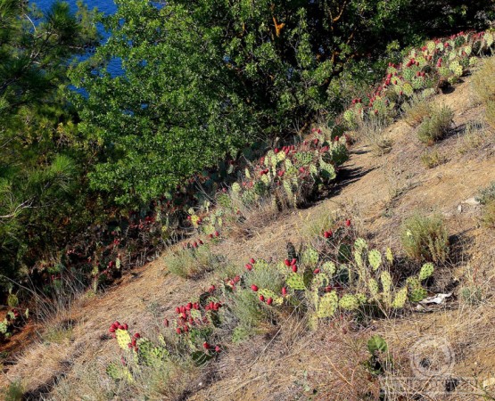 Карадагский природный заповедник на wikipoints.ru