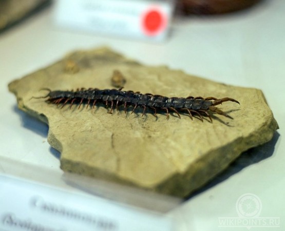 Музей природы Карадага на wikipoints.ru