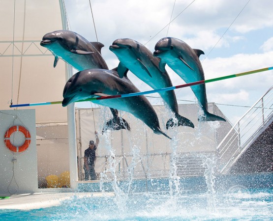 Дельфинарий Коктебель на wikipoints.ru