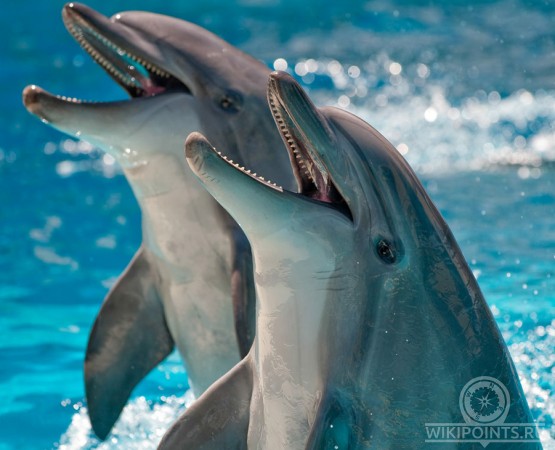 Дельфинарий Коктебель на wikipoints.ru