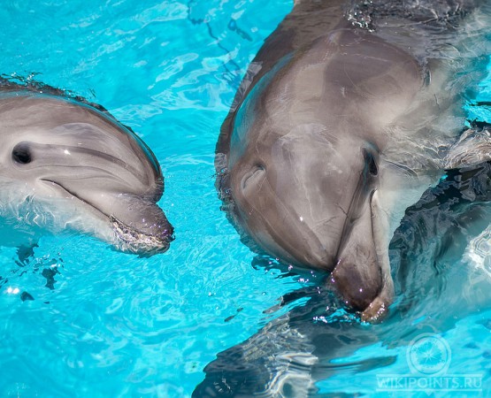 Дельфинарий Коктебель на wikipoints.ru