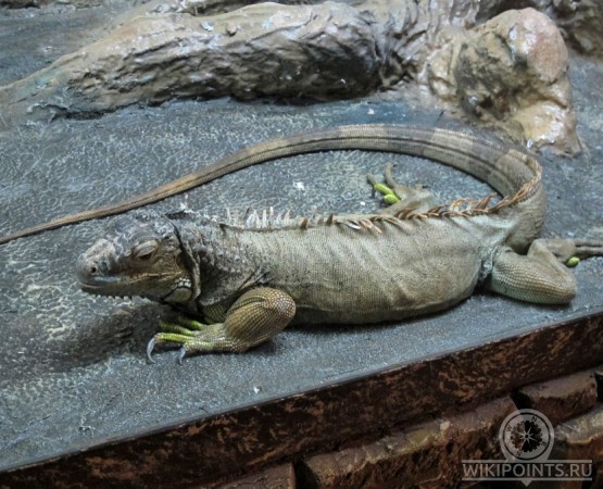 Ялтинский Крокодиляриум на wikipoints.ru
