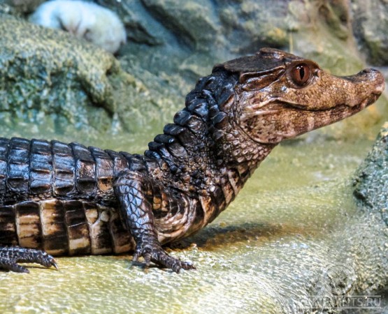 Ялтинский Крокодиляриум на wikipoints.ru