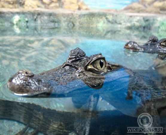 Ялтинский Крокодиляриум на wikipoints.ru