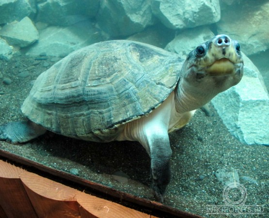 Ялтинский Крокодиляриум на wikipoints.ru