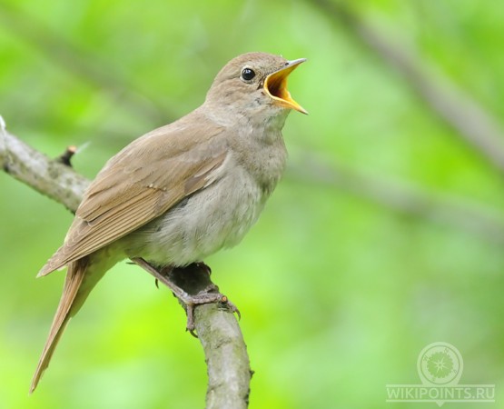 Музей Курский соловей  на wikipoints.ru