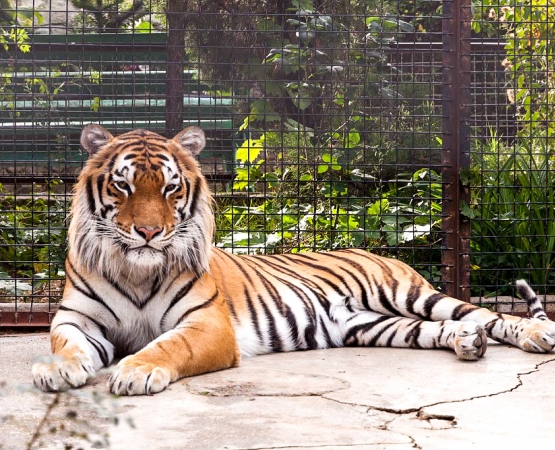 Ялтинский зоопарк Сказка на wikipoints.ru