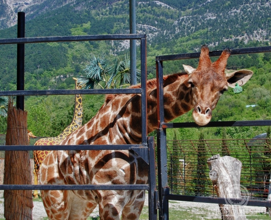 Ялтинский зоопарк Сказка на wikipoints.ru