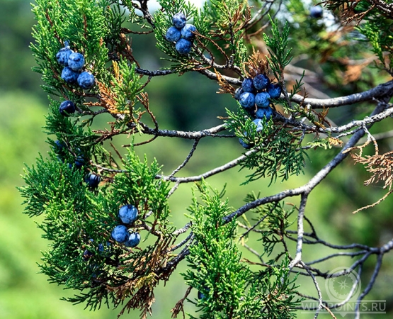 Заповедник Мыс Мартьян на wikipoints.ru