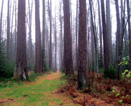 Линдуловская роща на wikipoints.ru