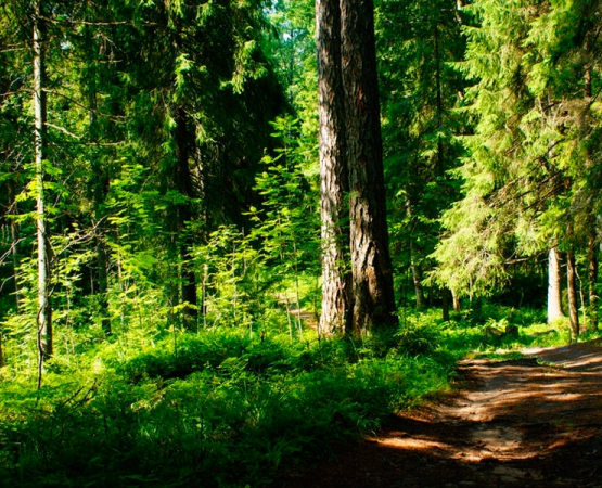 Линдуловская роща на wikipoints.ru