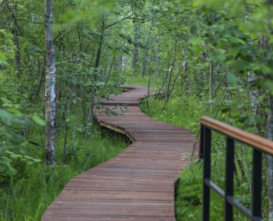 Экотропа Сестрорецкое болото на wikipoints.ru