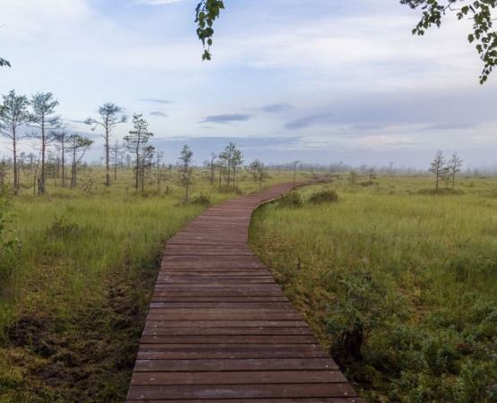 Экотропа Сестрорецкое болото на wikipoints.ru