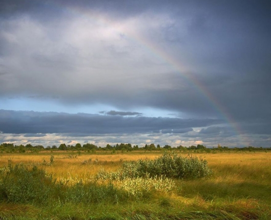 Экотропа Сестрорецкое болото на wikipoints.ru