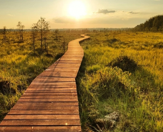 Экотропа Сестрорецкое болото на wikipoints.ru