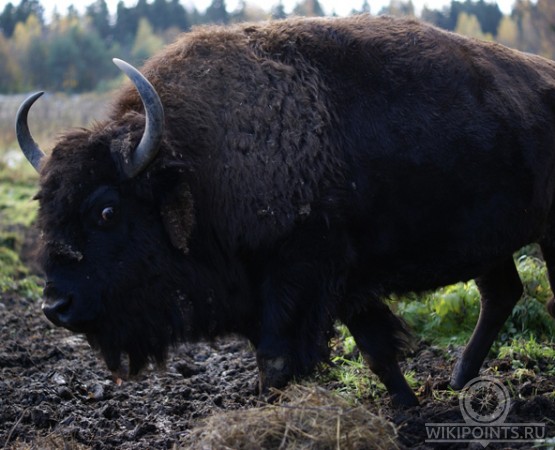 Зубровник на wikipoints.ru