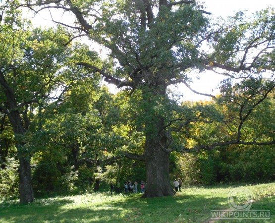 Панский дуб  на wikipoints.ru