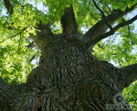 Панский дуб  на wikipoints.ru