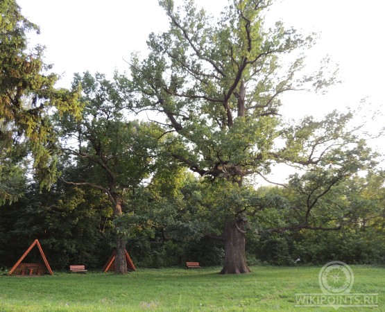 Панский дуб  на wikipoints.ru