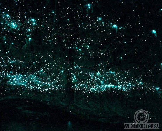 Пещера светлячков на wikipoints.ru