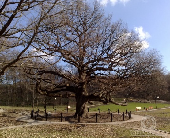 Дуб в поселке Дубовое на wikipoints.ru