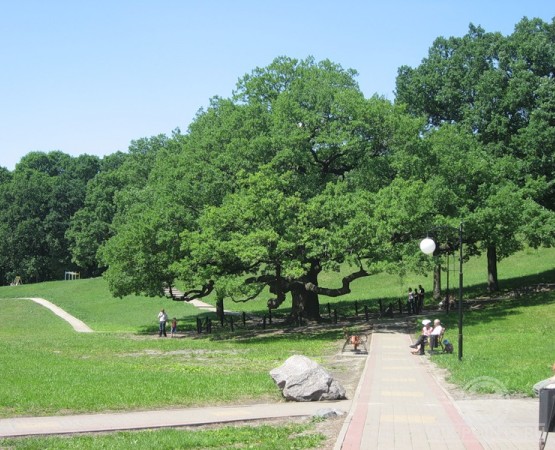 Дуб в поселке Дубовое на wikipoints.ru