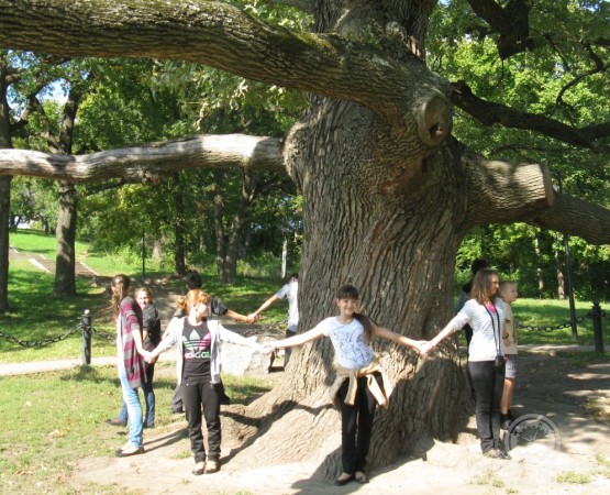 Дуб в поселке Дубовое на wikipoints.ru