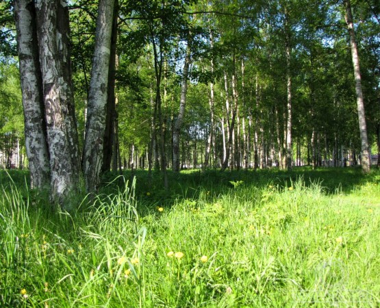 Парк имени Есенина на wikipoints.ru