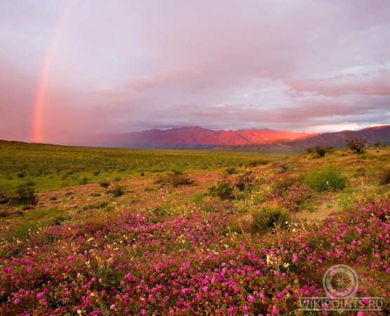 Цветущая пустыня Анза Боррего на wikipoints.ru