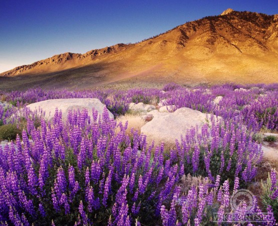 Цветущая пустыня Анза Боррего на wikipoints.ru