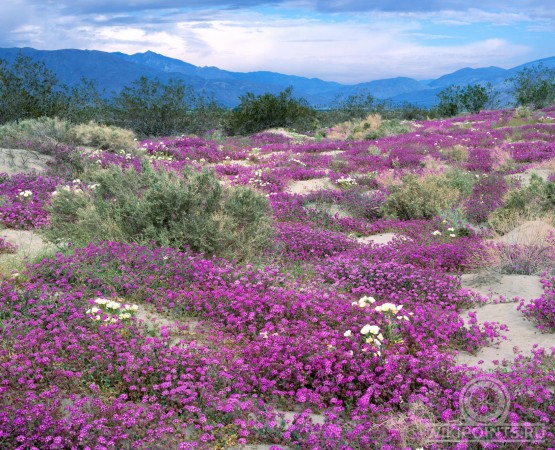 Цветущая пустыня Анза Боррего на wikipoints.ru