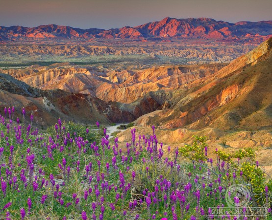Цветущая пустыня Анза Боррего на wikipoints.ru