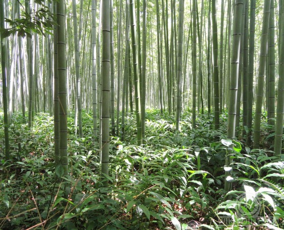 Бамбуковый лес Сагано на wikipoints.ru
