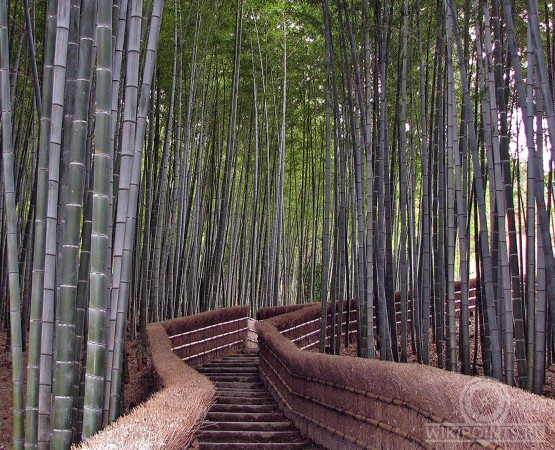 Бамбуковый лес Сагано на wikipoints.ru