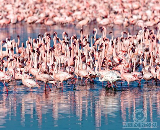 Озеро Накуру на wikipoints.ru