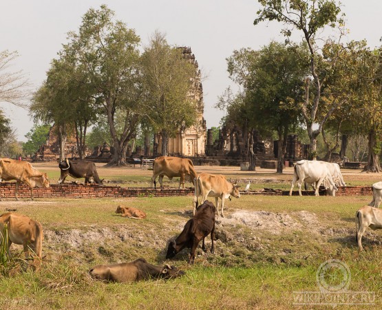 Сукхотай на wikipoints.ru
