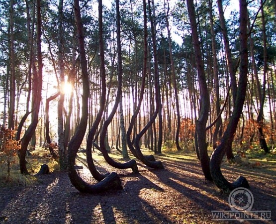 Кривой лес на wikipoints.ru