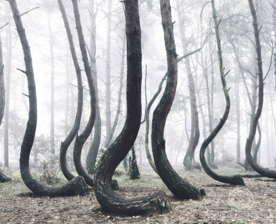 Кривой лес на wikipoints.ru