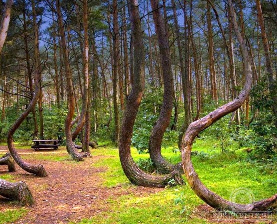 Кривой лес на wikipoints.ru