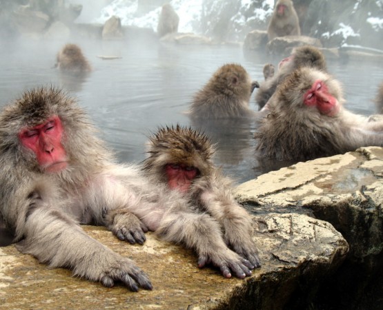 Обезьяний парк Джигокудани на wikipoints.ru