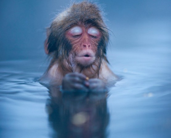 Обезьяний парк Джигокудани на wikipoints.ru