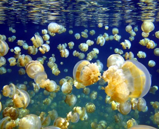 Озеро Медуз на wikipoints.ru