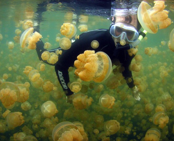 Озеро Медуз на wikipoints.ru