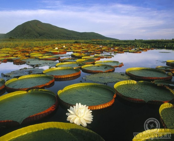 Заповедник Пантанал на wikipoints.ru