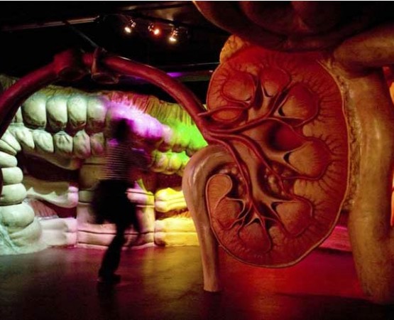 Музей человеческого тела Corpus на wikipoints.ru