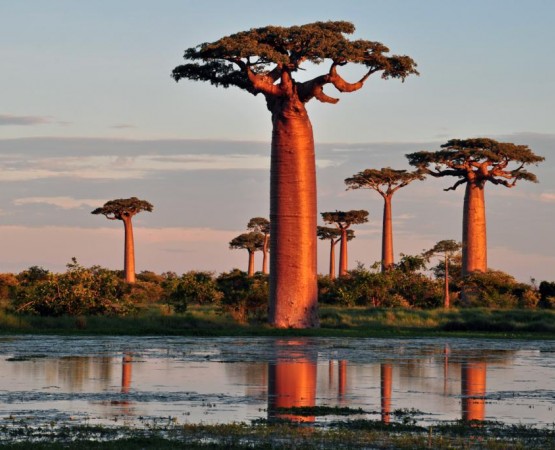 Аллея Баобабов на wikipoints.ru